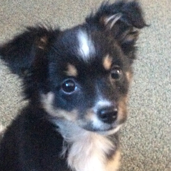 Meet your Posher, Narissa - Picture 1 of 1